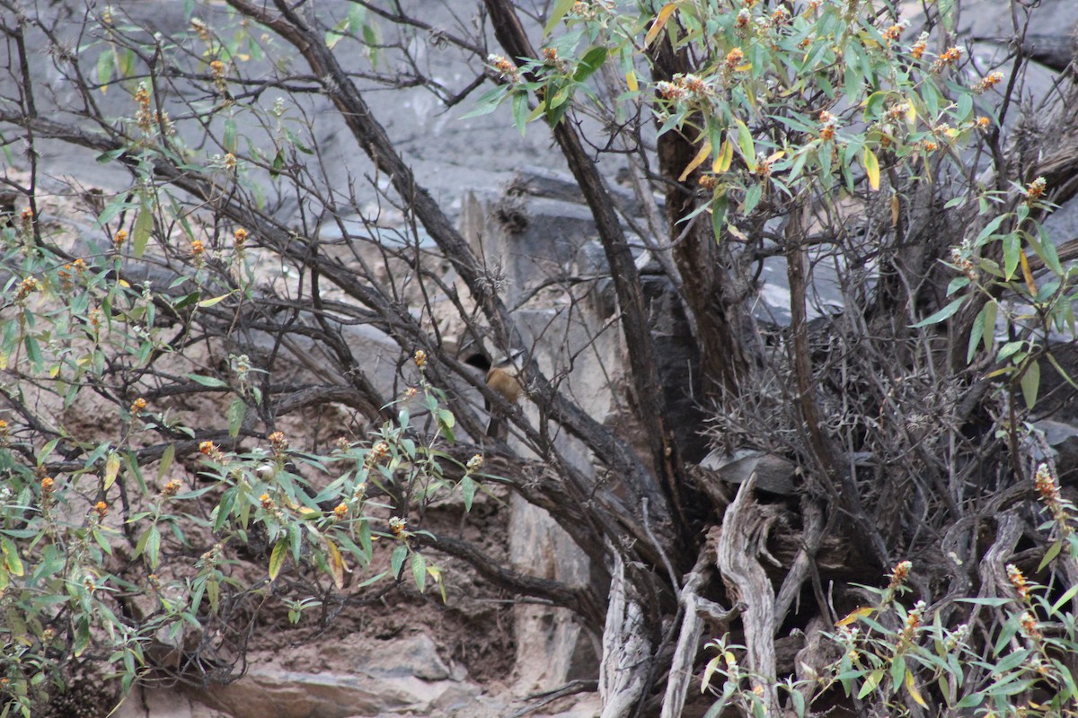 d'Orbigny's Chat-Tyrant - ML646659030