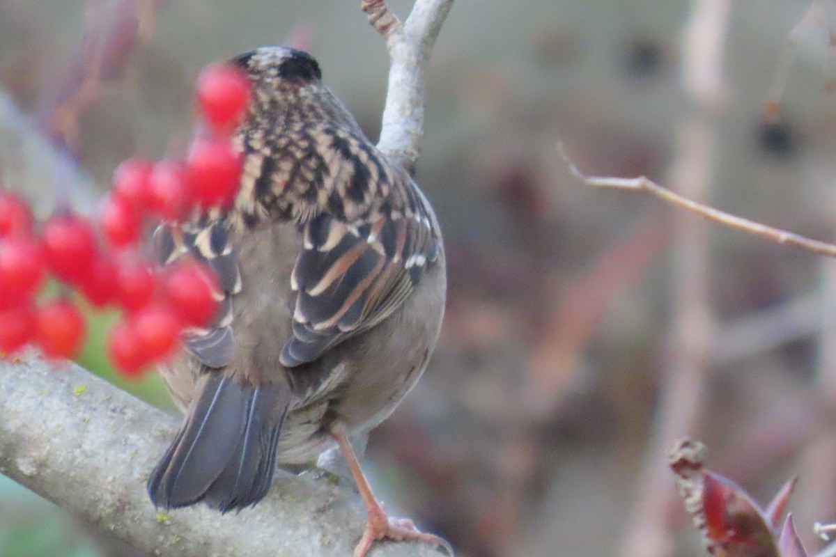 キガシラシトド - ML646659033