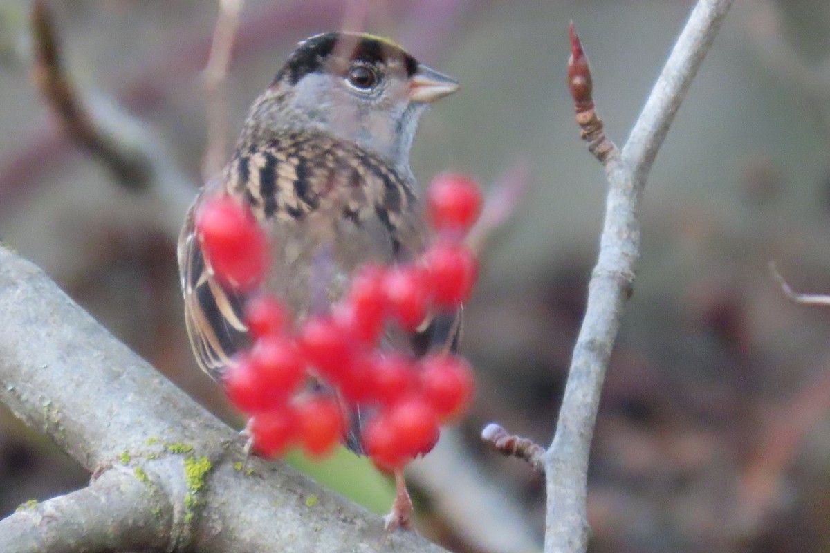 キガシラシトド - ML646659034