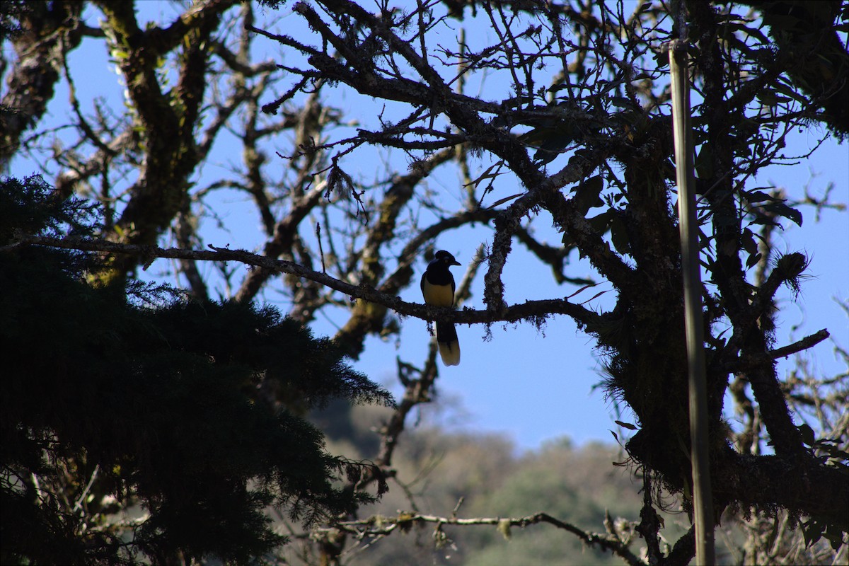 Plush-crested Jay - ML646659035