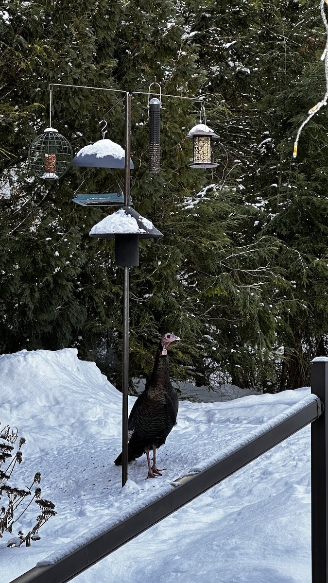 Wild Turkey - ML646659036