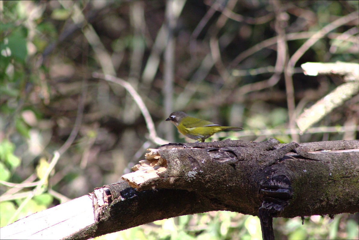 Common Chlorospingus - ML646659041