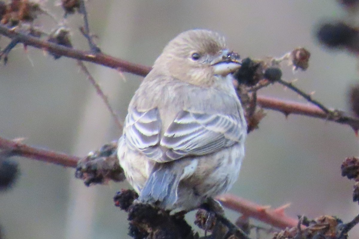 メキシコマシコ - ML646659042