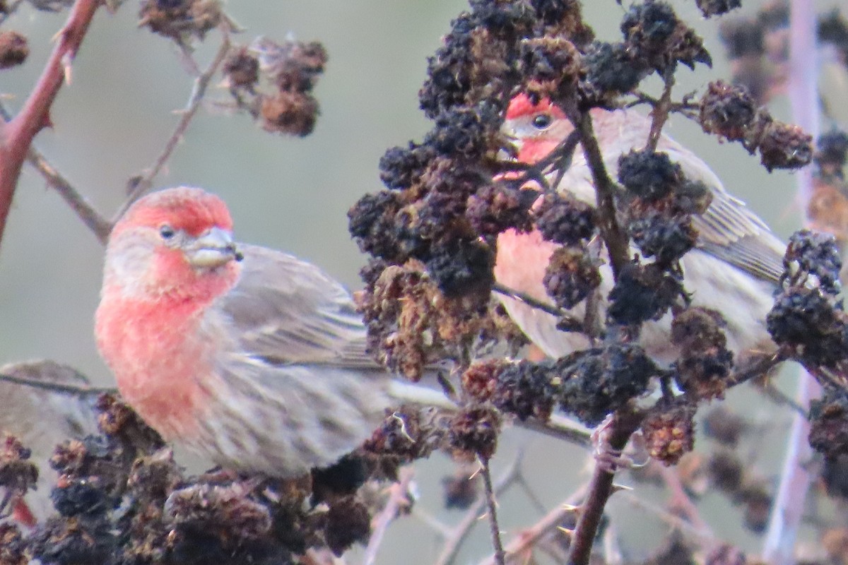 メキシコマシコ - ML646659044