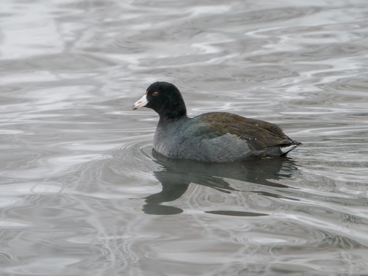 American Coot - ML646659045