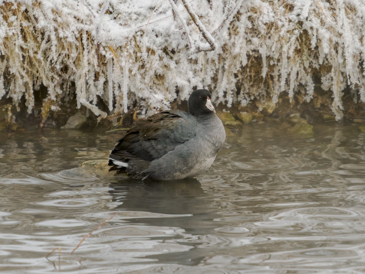 American Coot - ML646659046