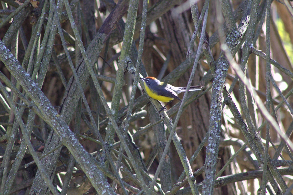 Brown-capped Redstart - ML646659048