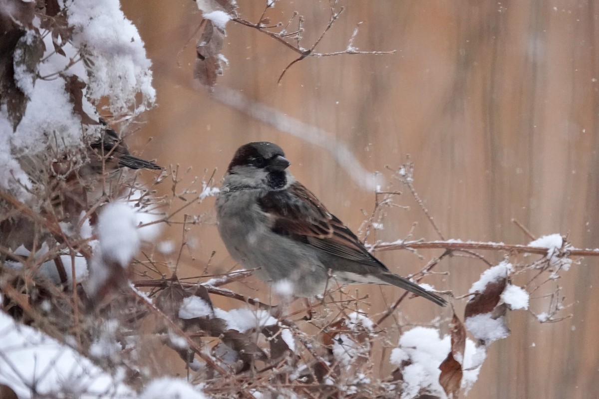 Passera oltremontana - ML646659053