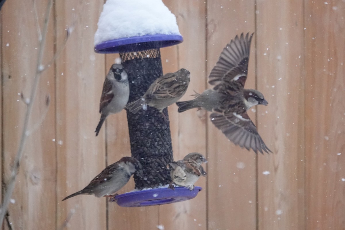 Passera oltremontana - ML646659054