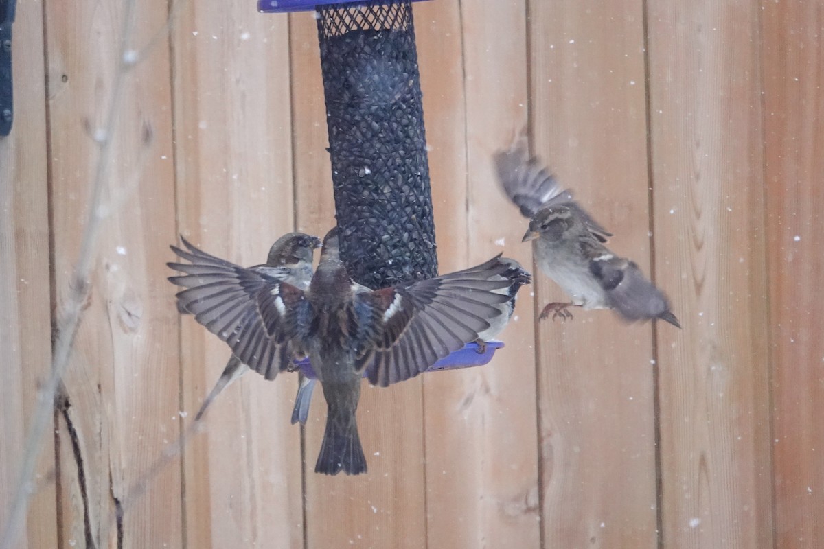 Passera oltremontana - ML646659055