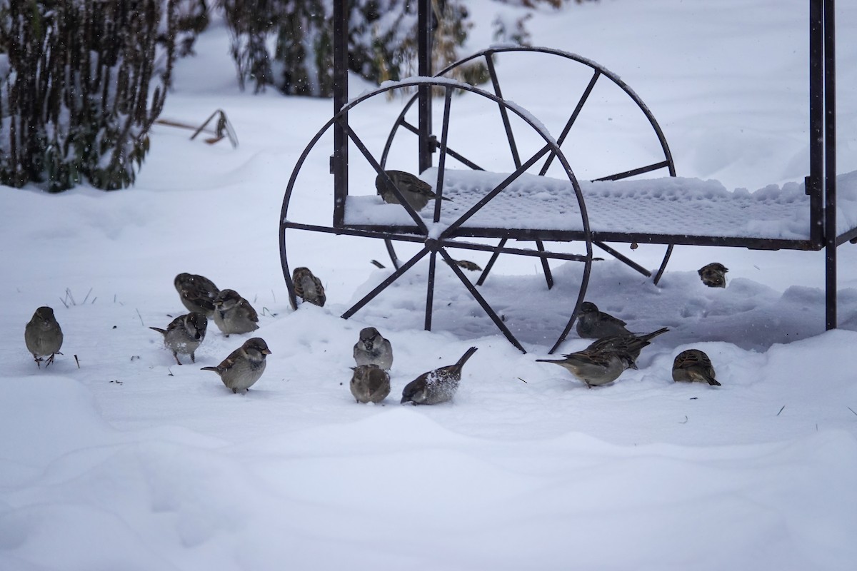 Passera oltremontana - ML646659057