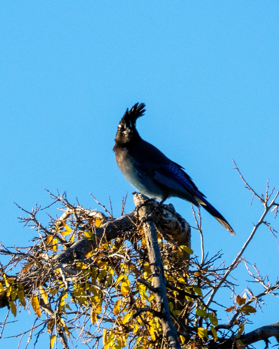 Steller's Jay - ML646659058
