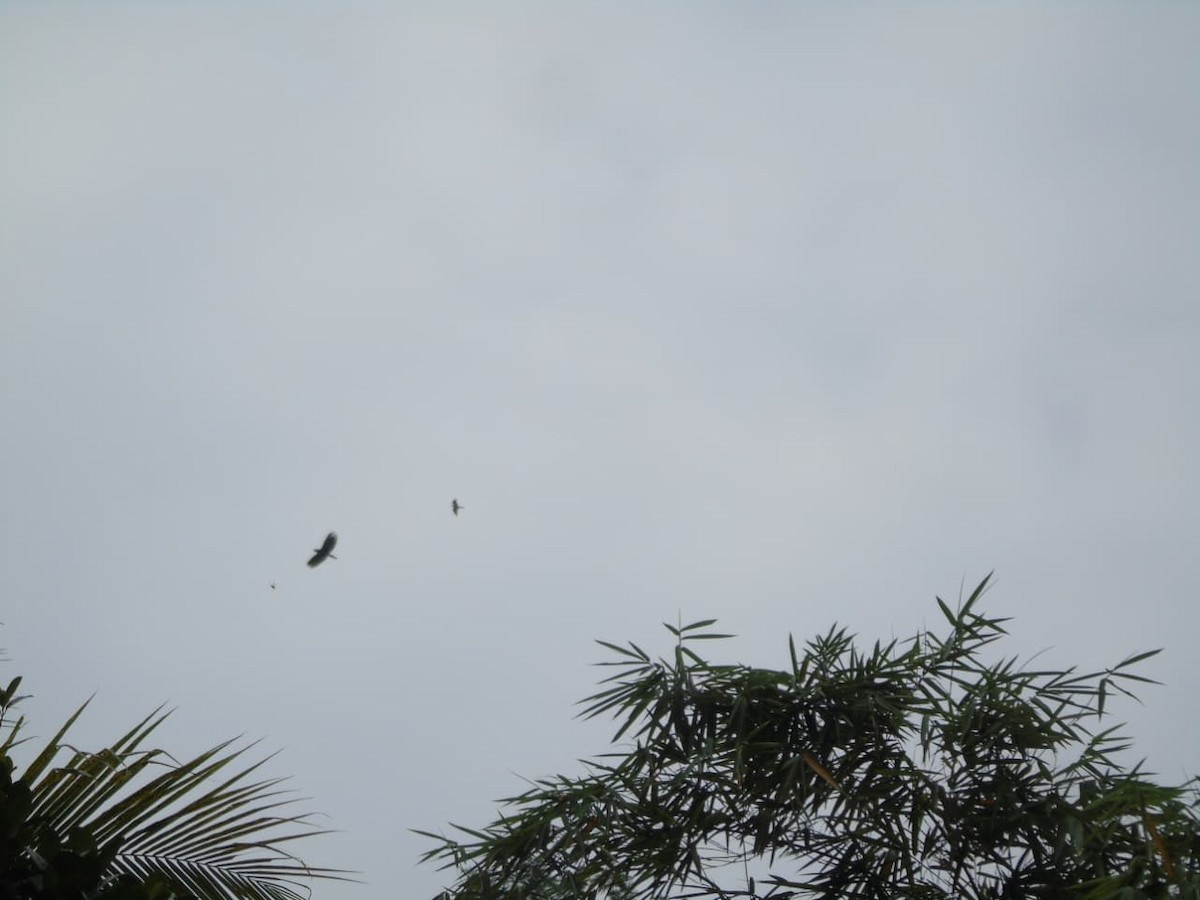 Молуккская пустельга - ML646659060