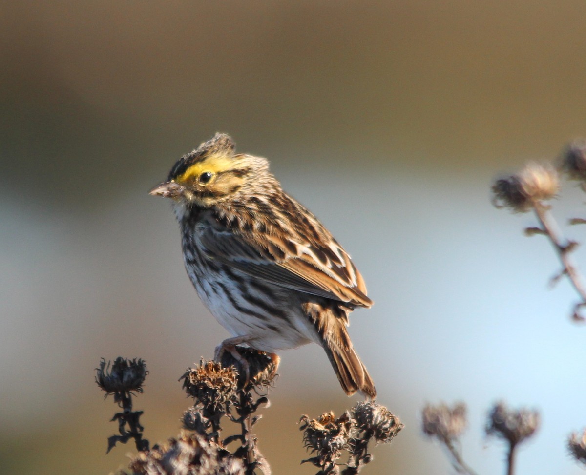Пасовник савановий - ML646659061