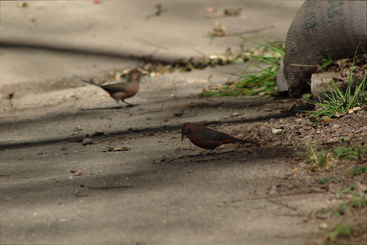 Red-crested Finch - ML646659063