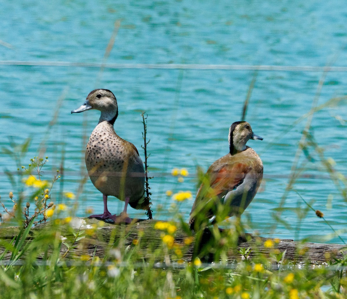 Alzavola dagli anelli - ML646659064