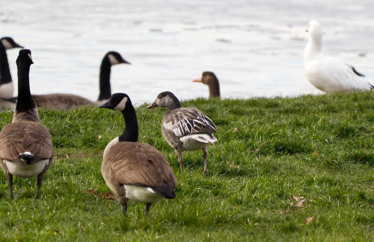 snøgås - ML646659065