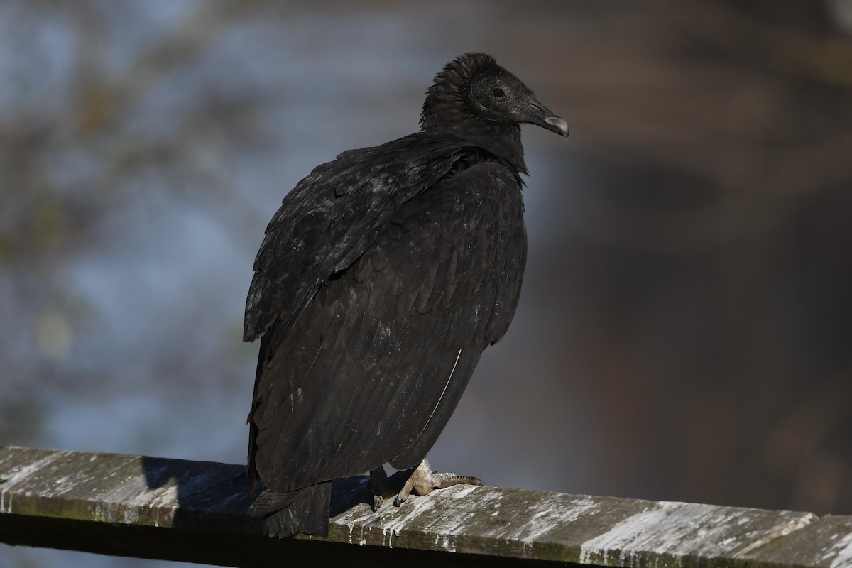 Black Vulture - ML646659073