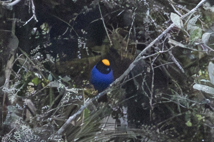 Golden-crowned Tanager - ML646659083