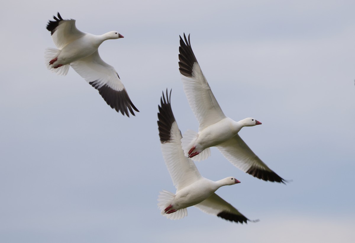 eskimogås - ML646659086