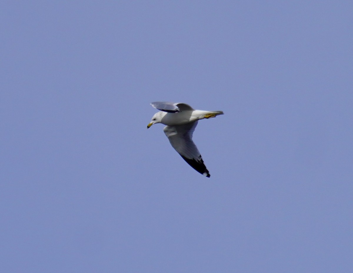 Ring-billed Gull - ML646659088
