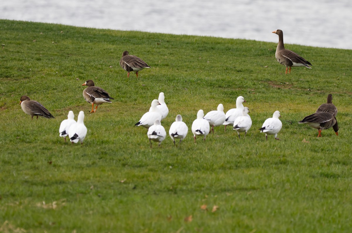 eskimogås - ML646659101