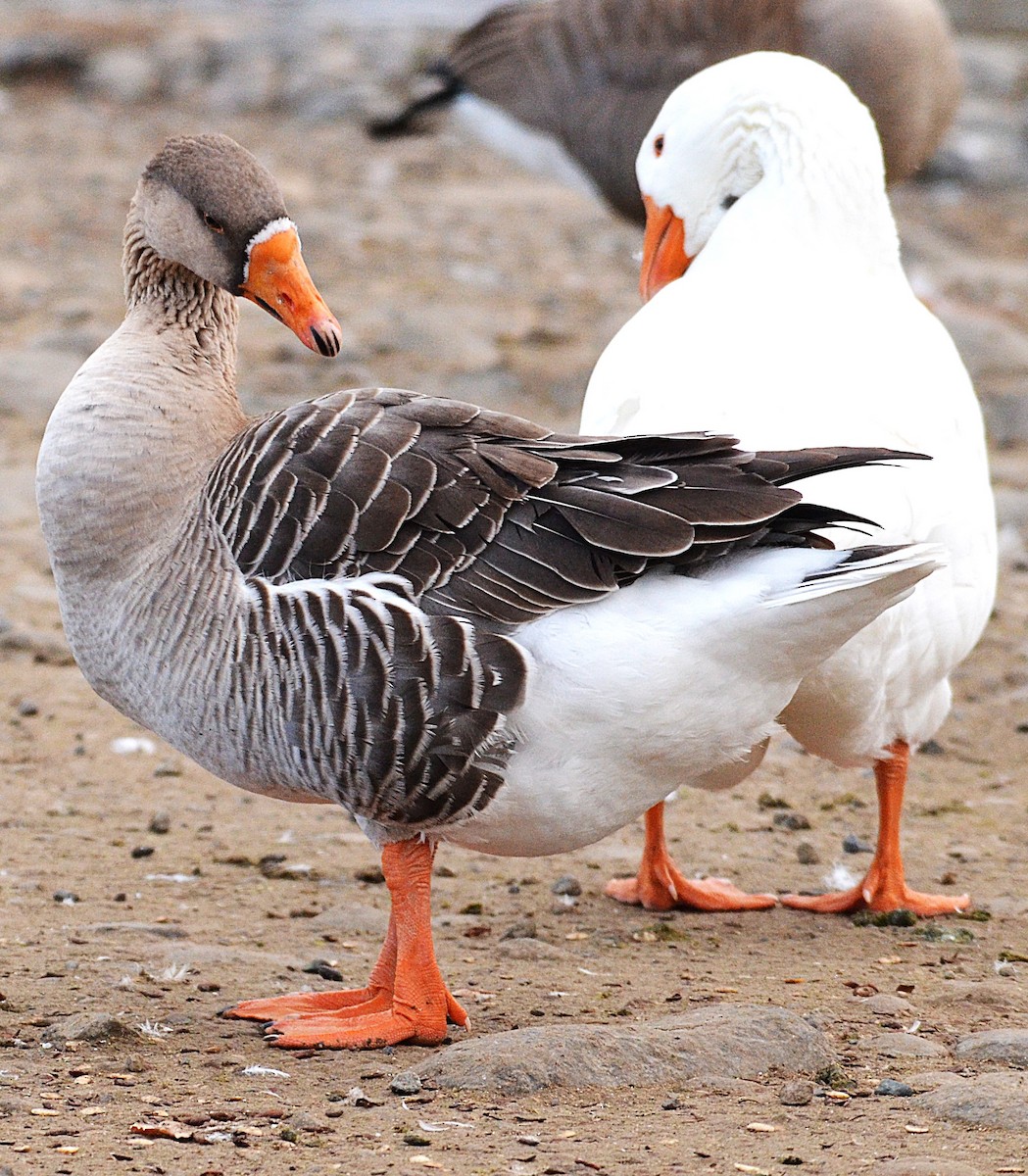 галуу (тэжээмэл) - ML646659106