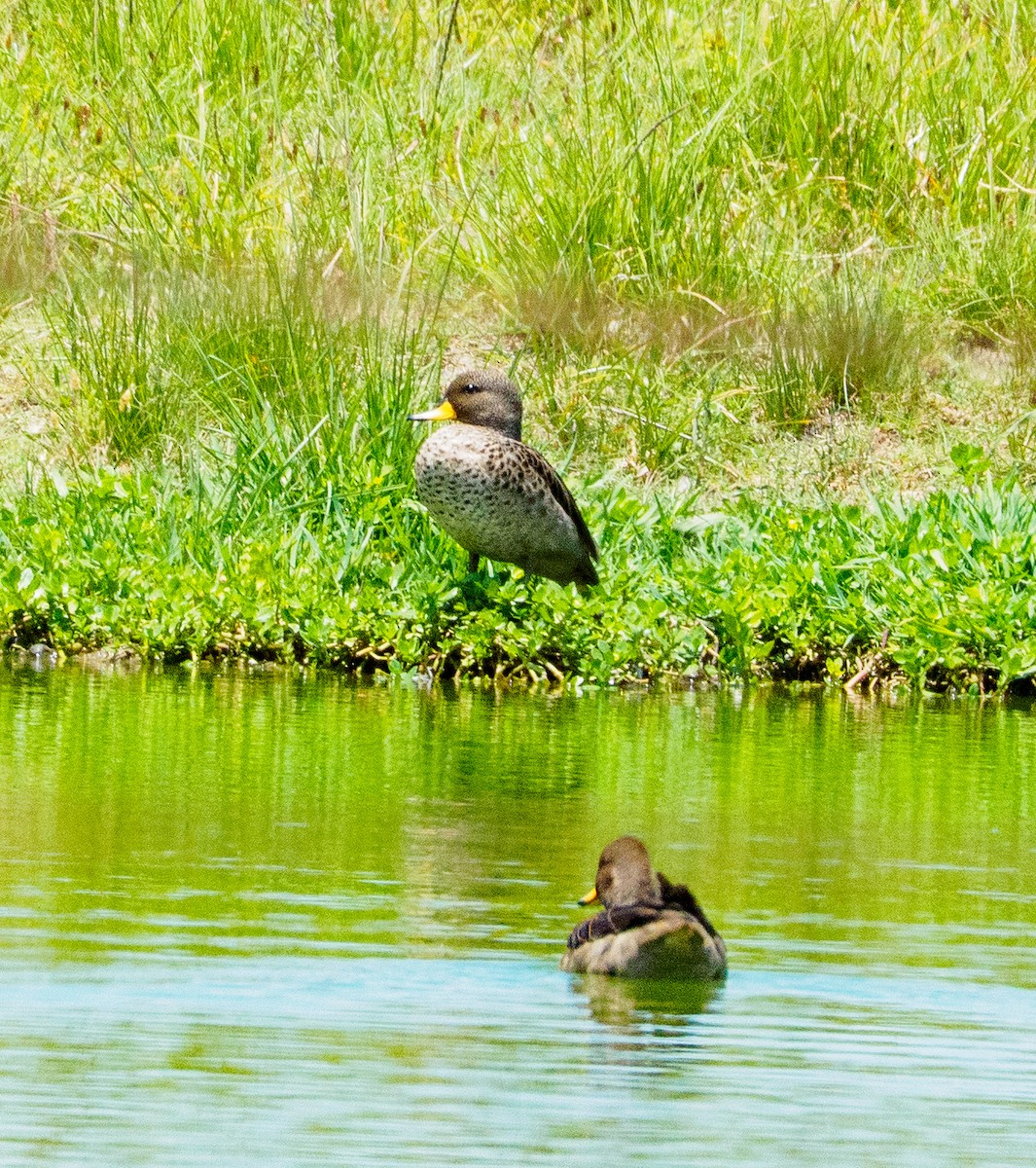 Alzavola marezzata - ML646659111