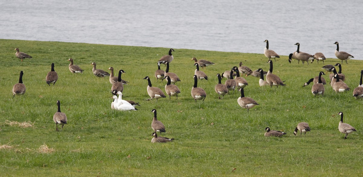 tundragås - ML646659113