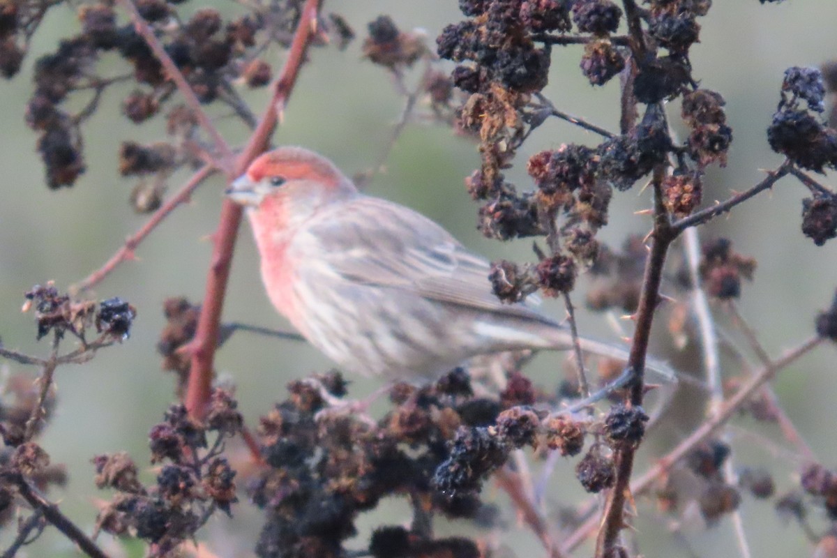 メキシコマシコ - ML646659114
