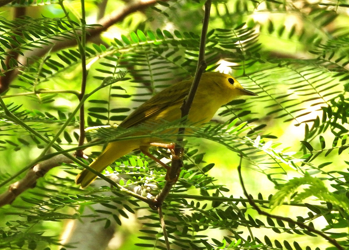 Northern Yellow Warbler - ML646659116