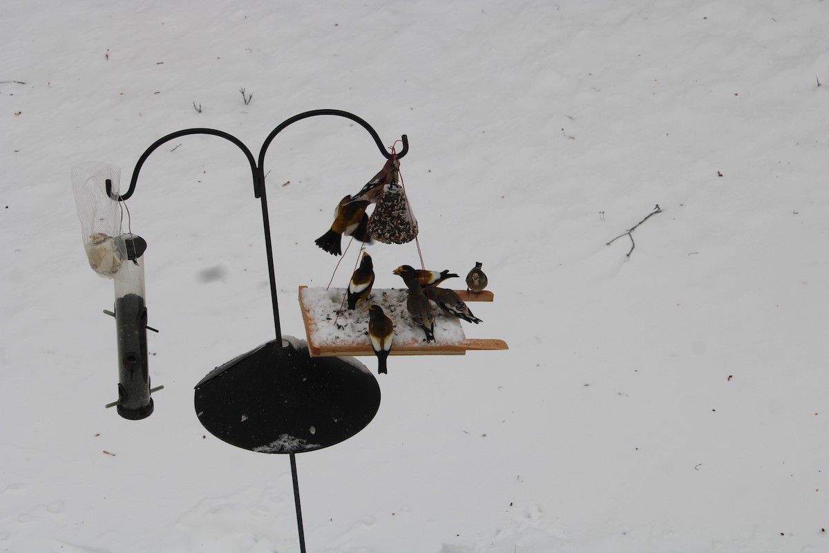 Abendkernbeißer - ML646659117