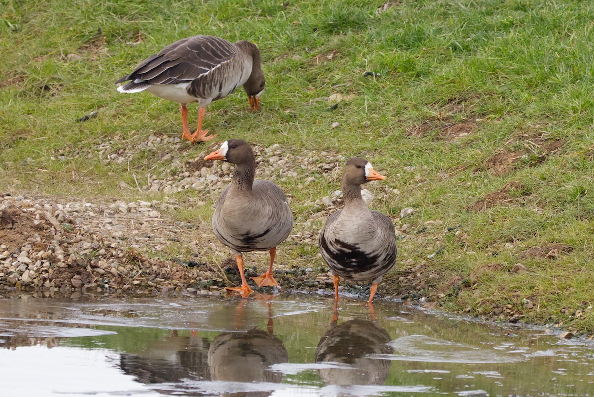 tundragås - ML646659118