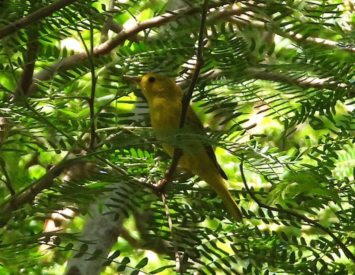 Northern Yellow Warbler - ML646659119