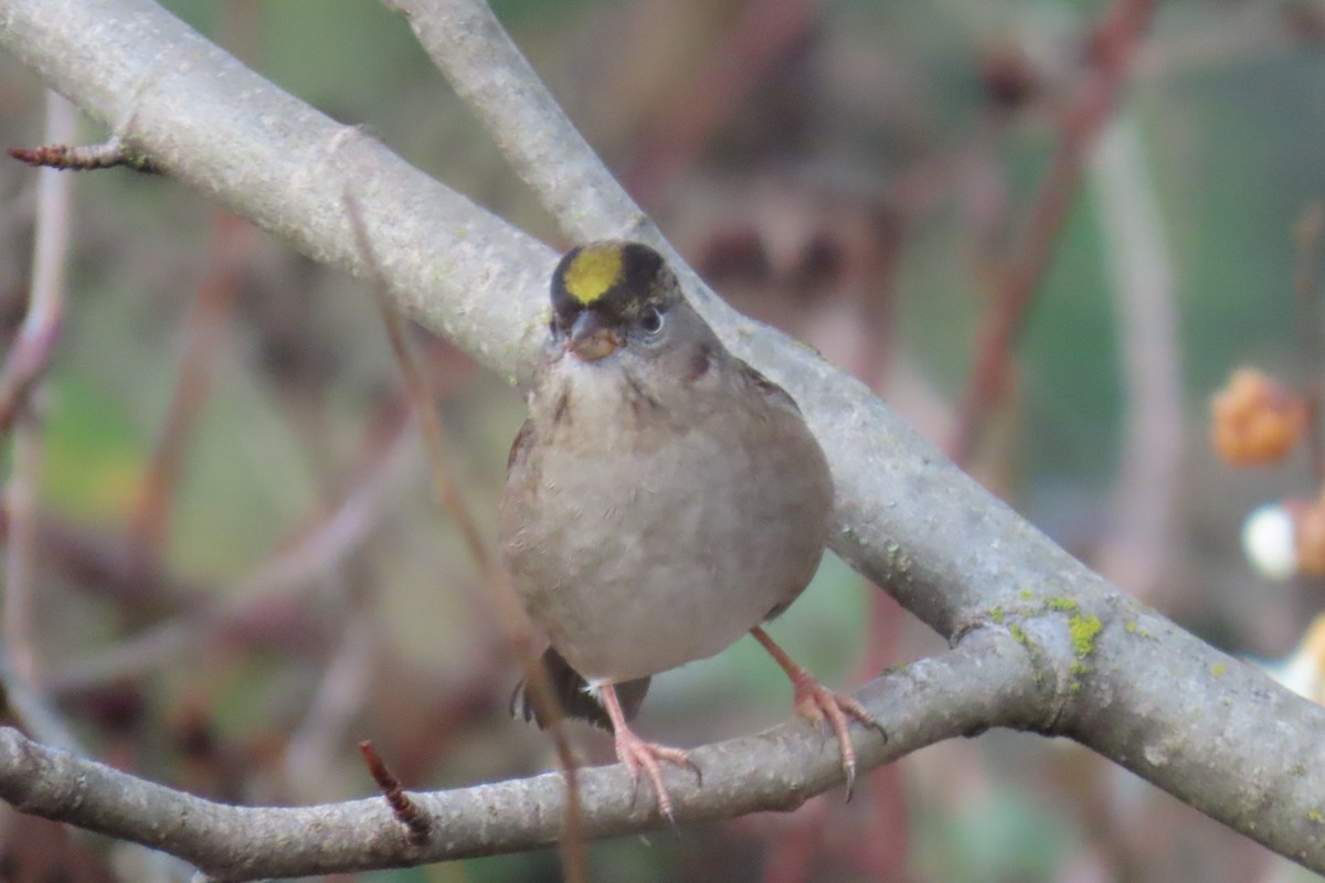 キガシラシトド - ML646659120