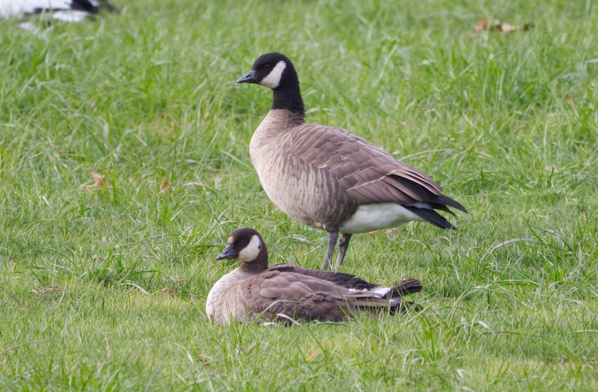 polargås - ML646659121