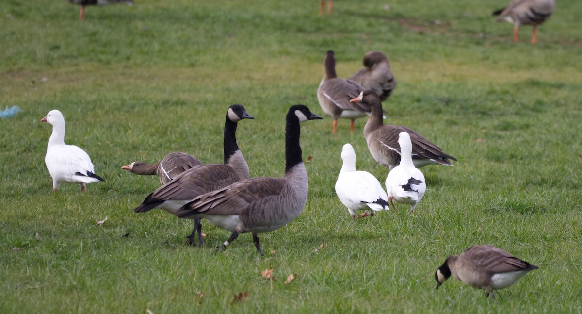 kanadagås - ML646659127