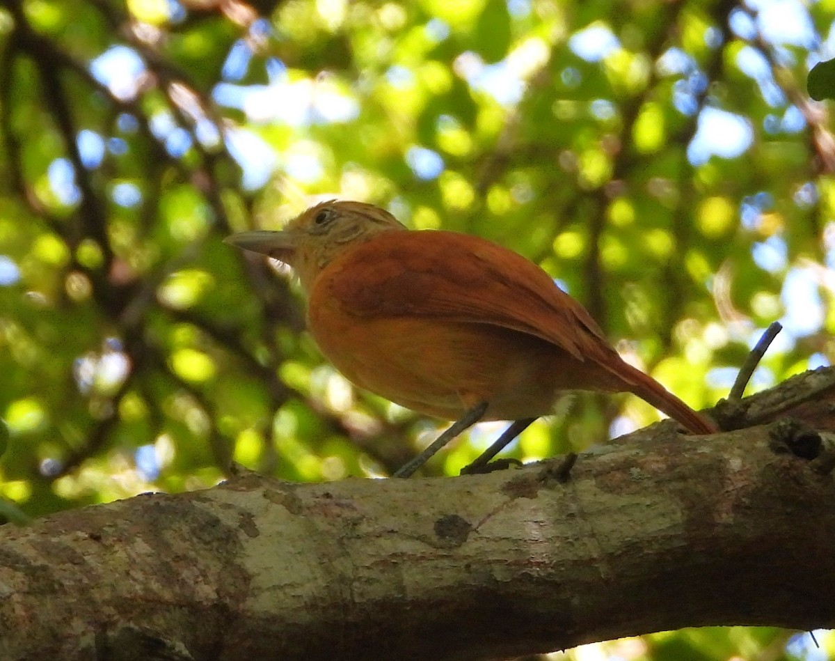 Barred Antshrike - ML646659129