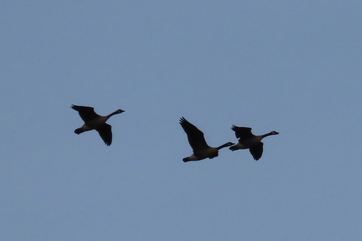 カナダガン - ML646659130