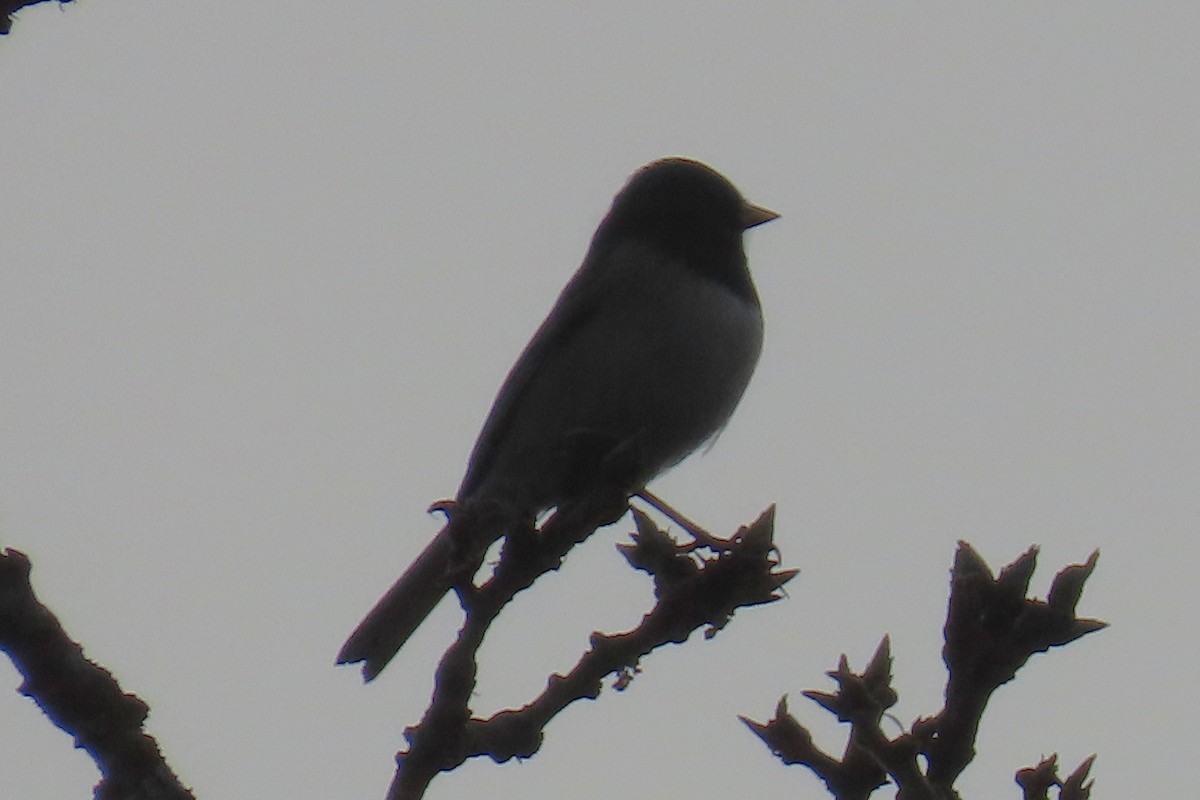 ユキヒメドリ - ML646659139