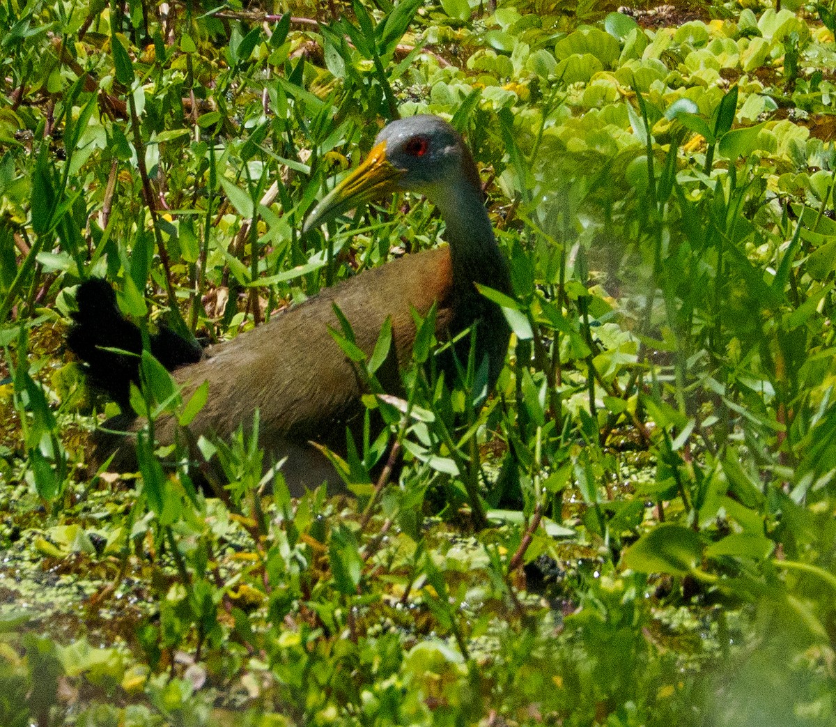 Giant Wood-Rail - ML646659140