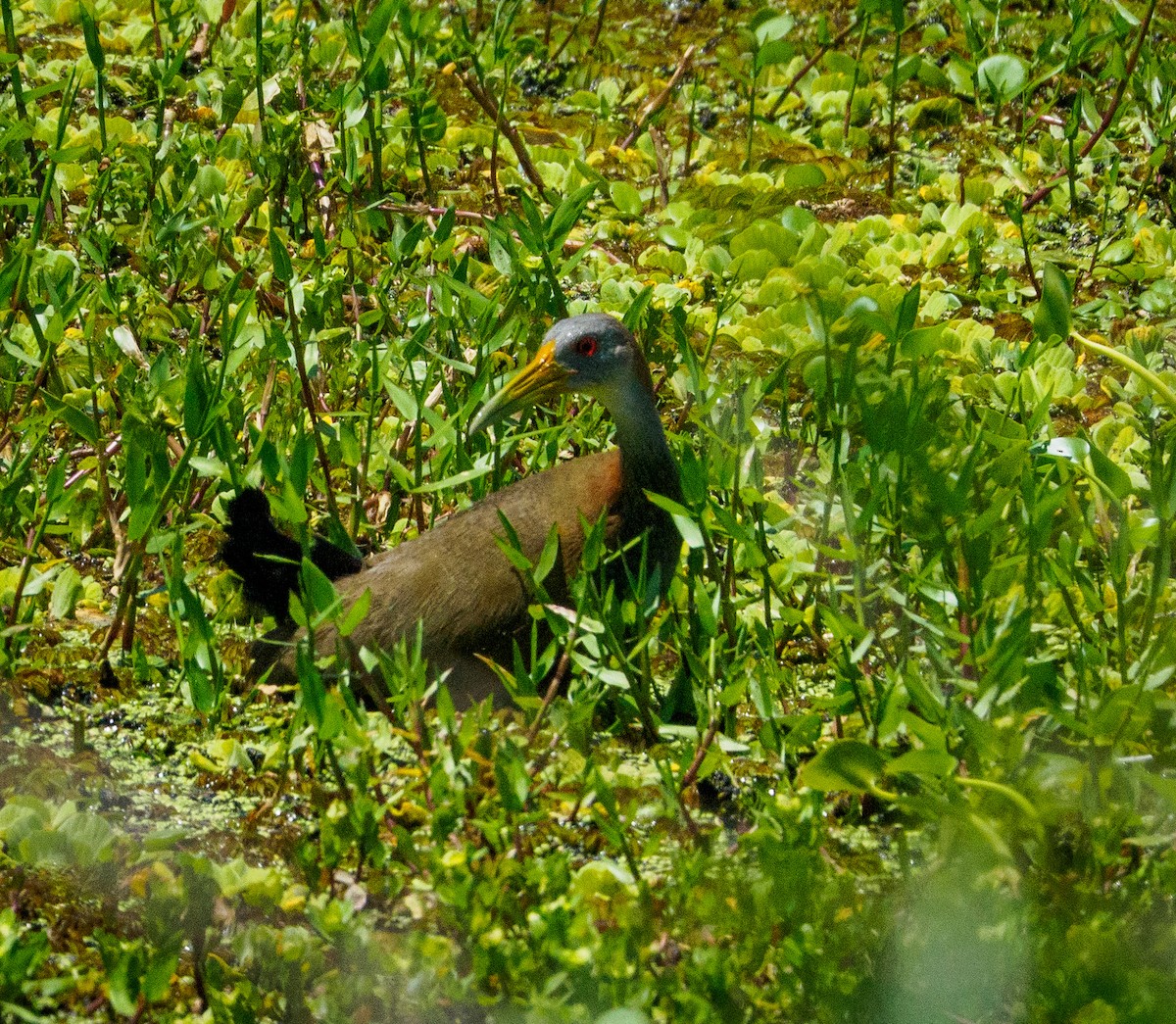 Giant Wood-Rail - ML646659141