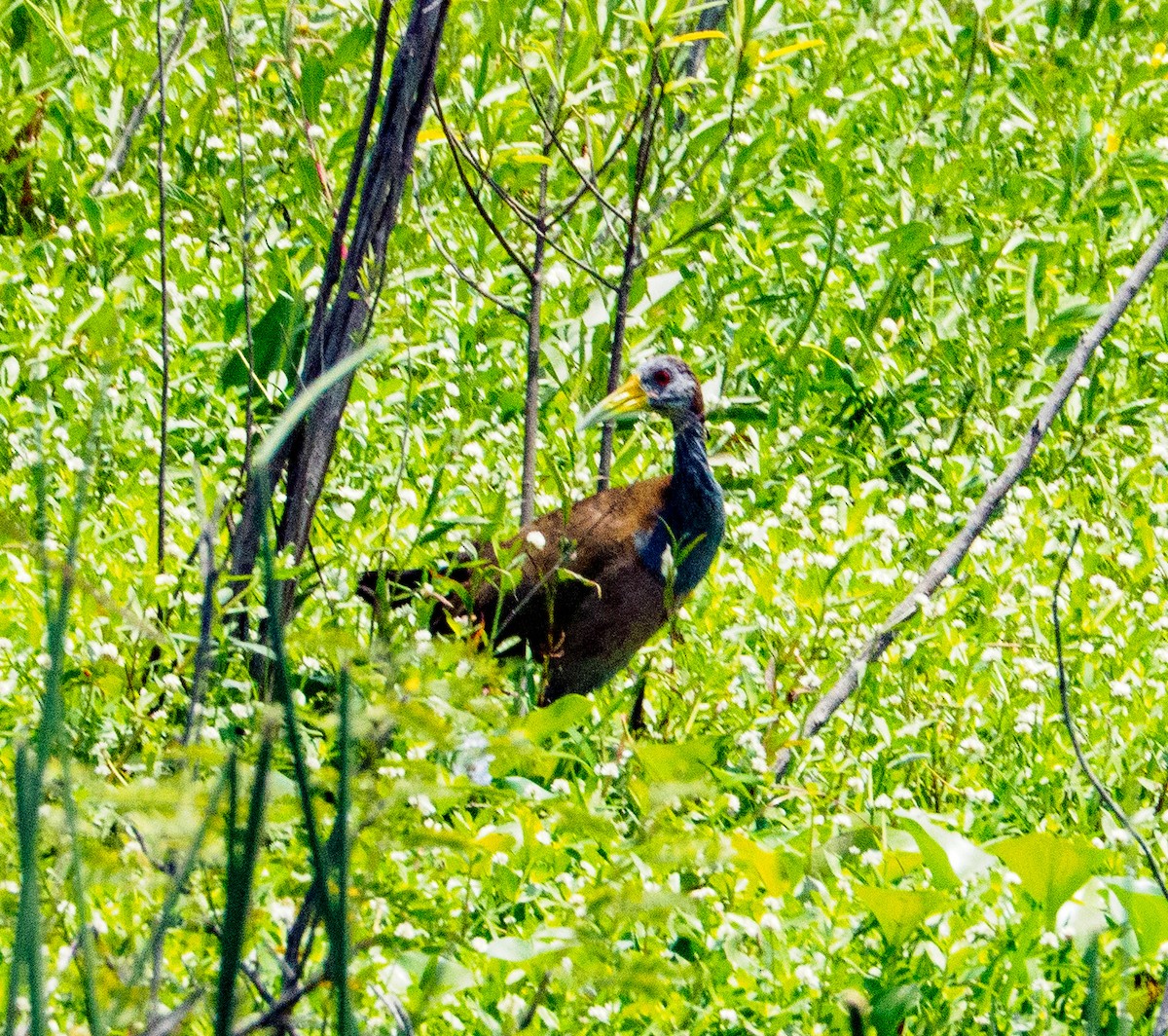 Giant Wood-Rail - ML646659142