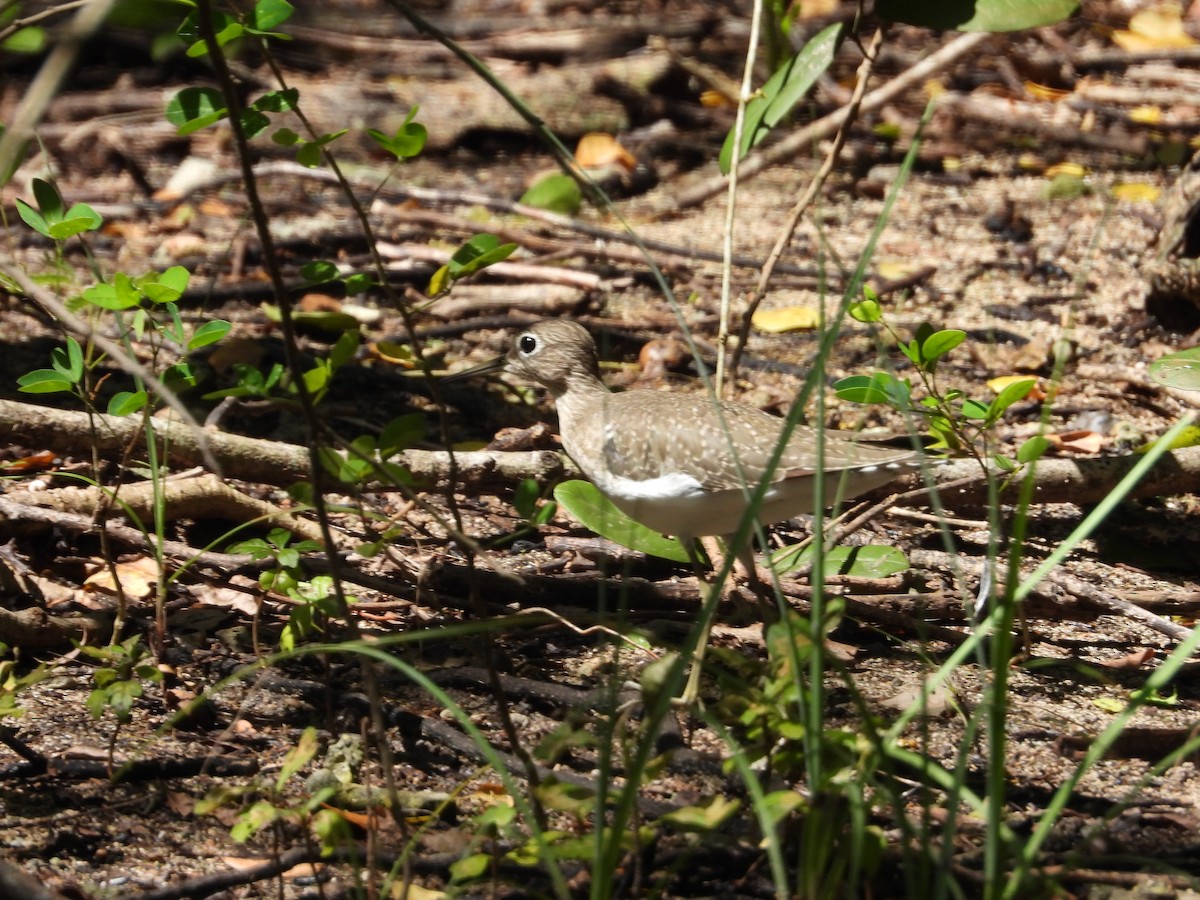 Solitary Sandpiper - ML646659143