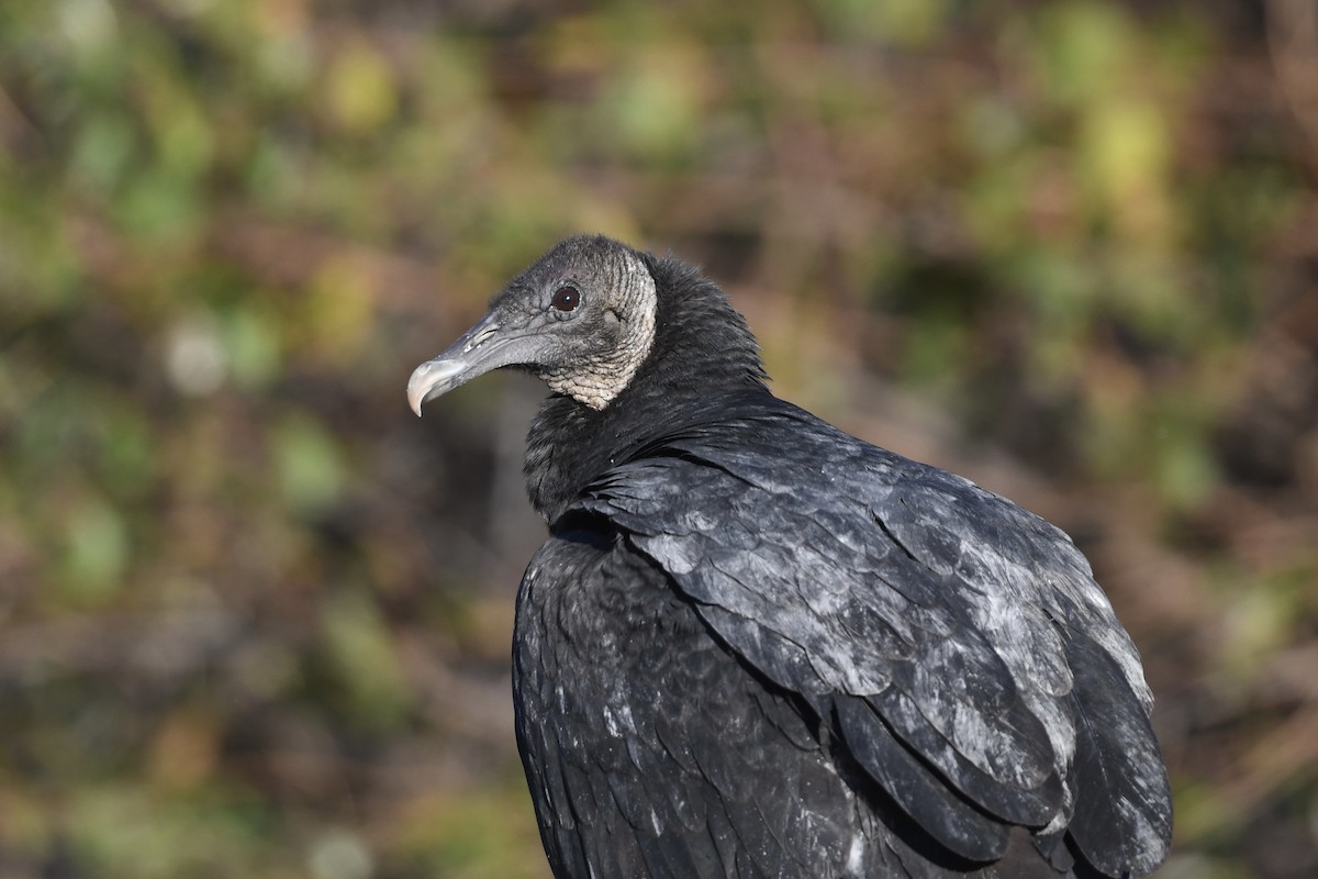 Black Vulture - ML646659144
