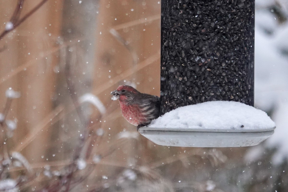 House Finch - ML646659145