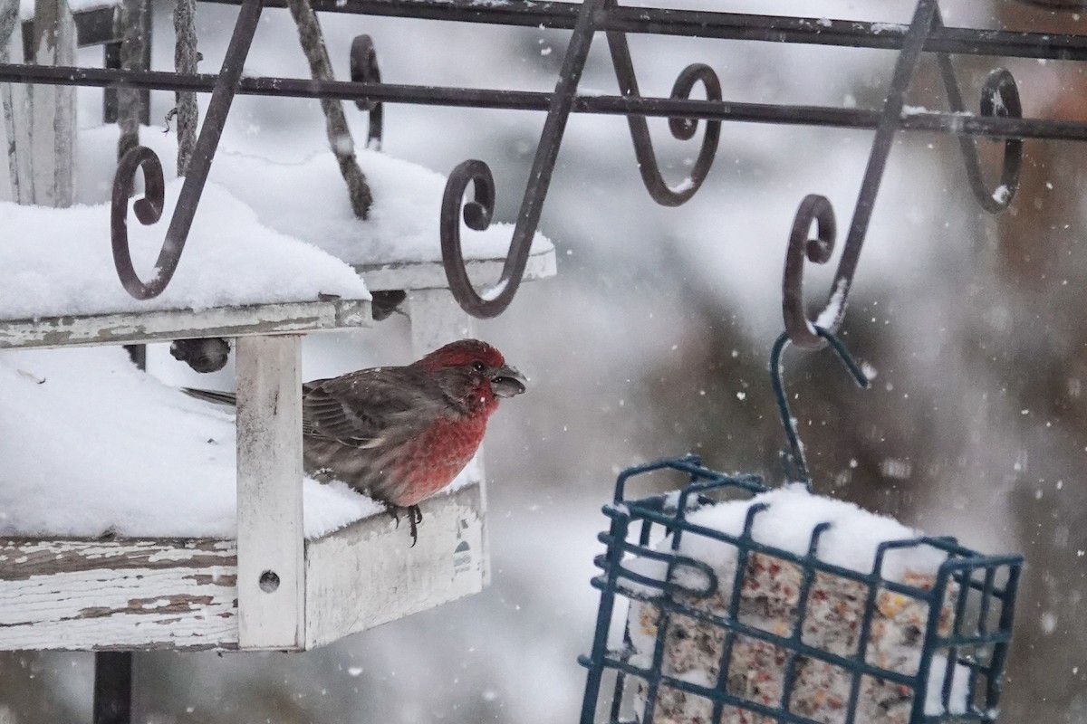 House Finch - ML646659146