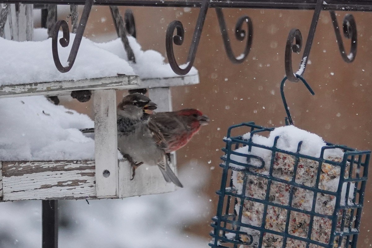 House Finch - ML646659147