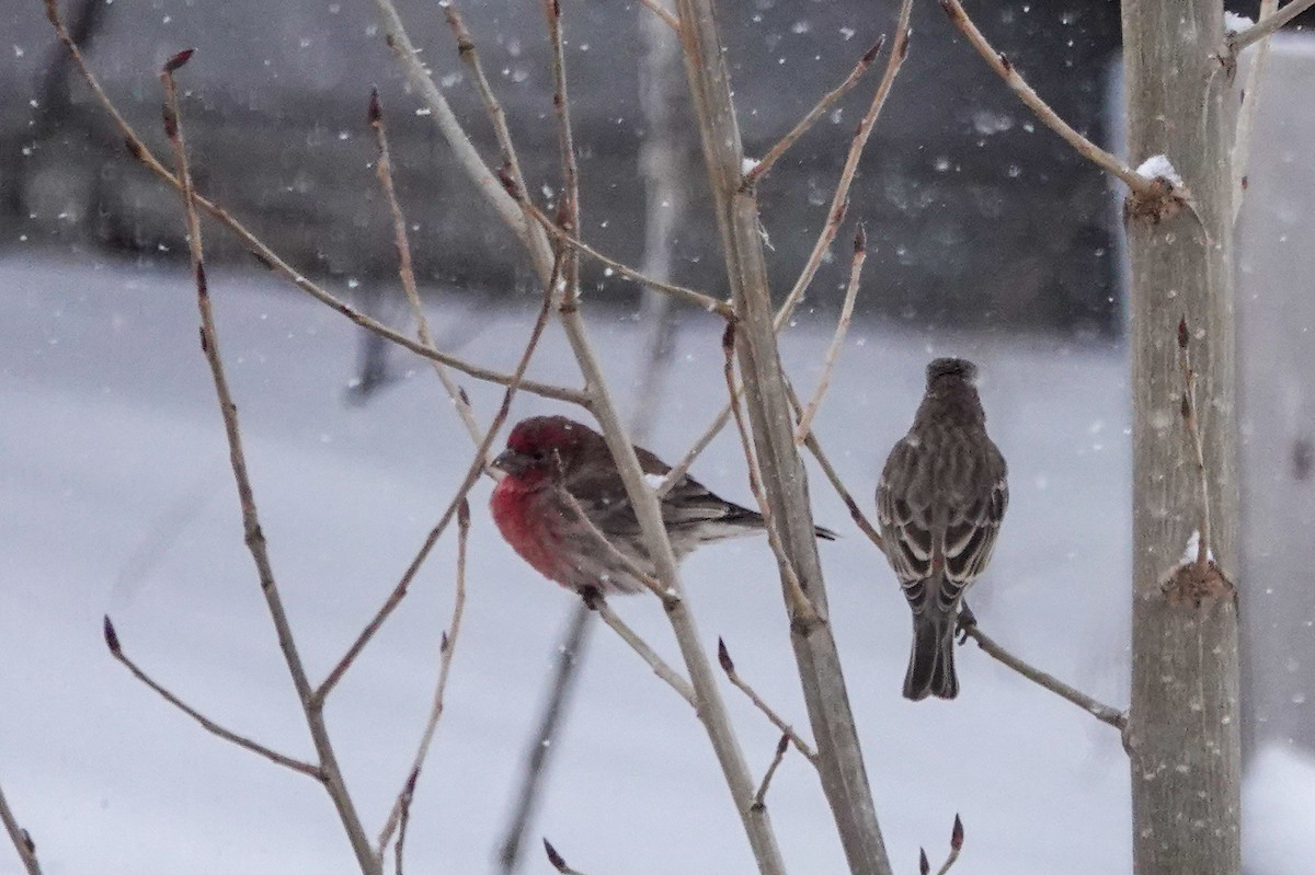 House Finch - ML646659148