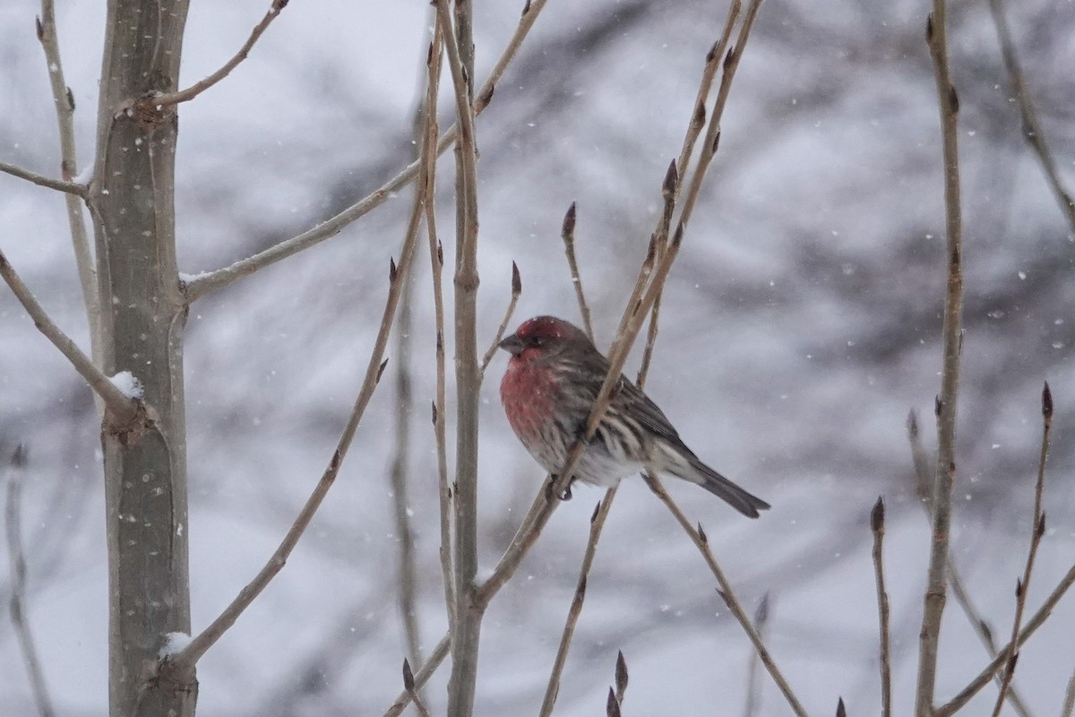 House Finch - ML646659149
